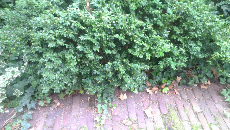 Afbeelding