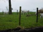 Veel mensen in Giethoorn hebben de schaapjes (en geitjes) op het droge...