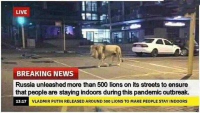 Lions19.JPG